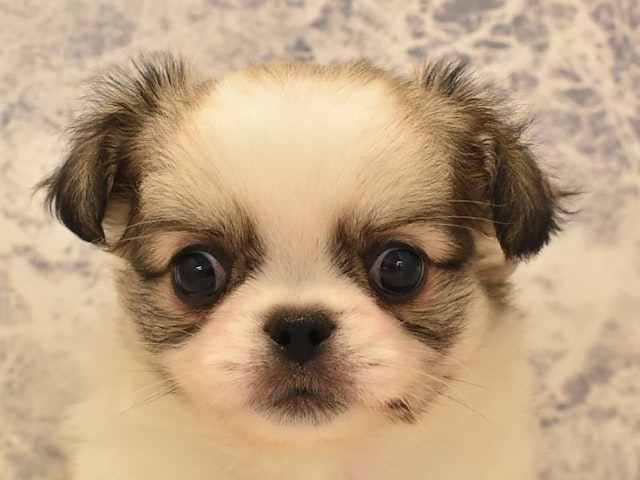 埼玉県のハーフ犬・ミックス犬 (ペッツワン蓮田店/2024年3月27日生まれ/男の子/フォーンホワイト)の子犬